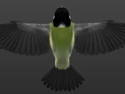 Feathers Set of Great Tit 3D model
