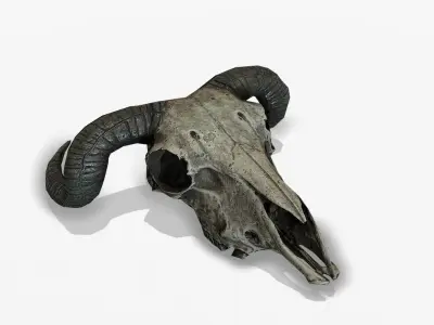Animal Skull Low-poly 3D model