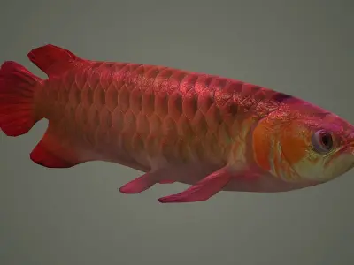 arowana fish fish fish animal freshwater art jewelry sea 3D model