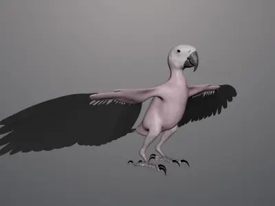 Base model of Macaw  3D model