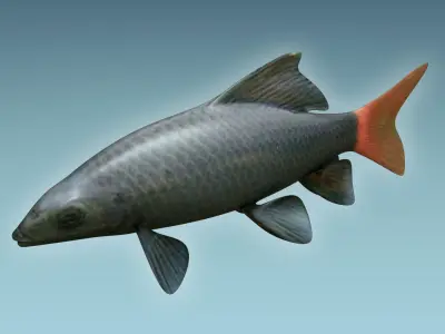 Red Tailed Fish 3D model