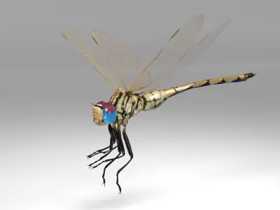 Trithemis Arteriosa Dragonfly - Female Low-poly 3D model