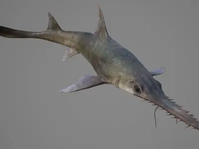 Saw Shark Low-poly 3D model