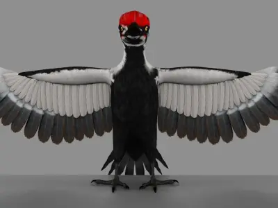 Pileated Woodpecker Animation and Rigging 3D model
