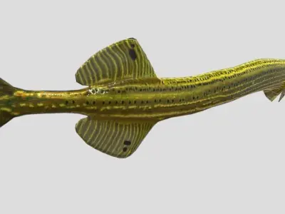 Trumpetfish Low-poly 3D model