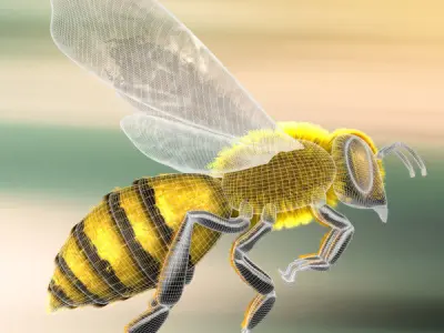 A lovely Bee 3D model