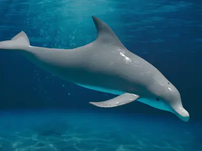 DOLPHIN LOW-POLY 3D MODEL whale tail Low-poly 3D model