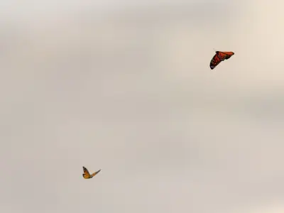 Background Butterflies and Moths Animated- Low Poly Low-poly 3D model