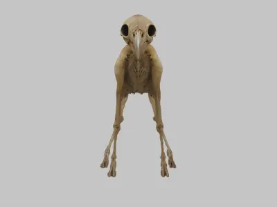 3D Model of a Stylized Deer Skeleton Low-poly 3D model