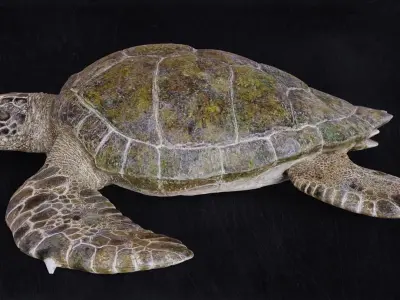 Realistic Turtle high res 3D model