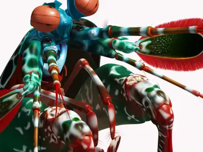 Peacock mantis shrimp 3D model