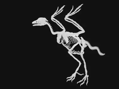 Archaeopteryx skeleton 3D model