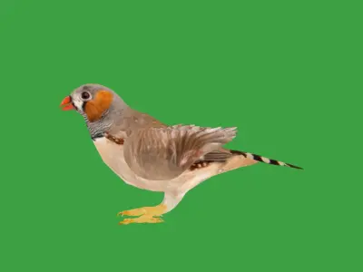 Zebra Finch Bird Low-poly 3D model
