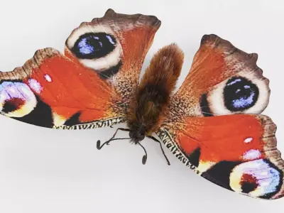 -Peacock Butterfly- 3D model