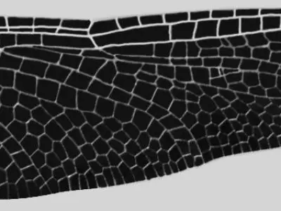 Dragonfly Free 3D model