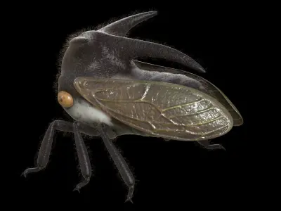 Treehopper bug with long legs and big eyes 3D model