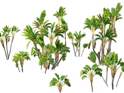 Strelitzia nicolai - Natal wild banana Tree 02  3D model