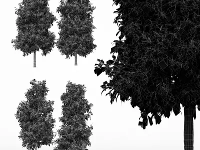 4diffrent tree Sour wood Spring 4 trees Models in the scene Free 3D model