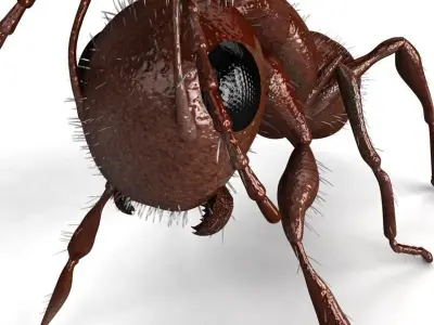 Carpenter Ant 3D model