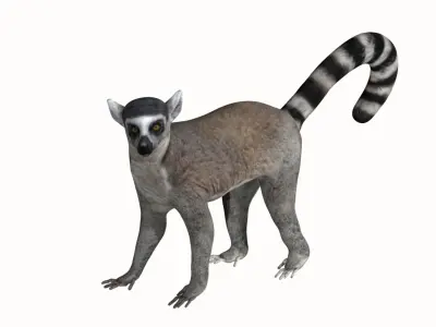 Lemur ring tailed Low-poly 3D model