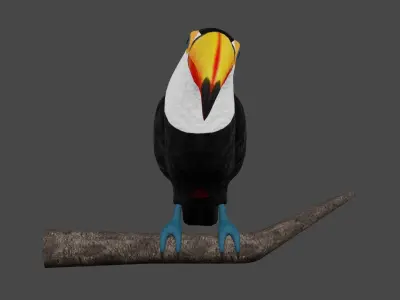 Toucan Ramphastos Toco Low-poly 3D model