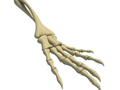 Animal Hand Bones 3 3D model