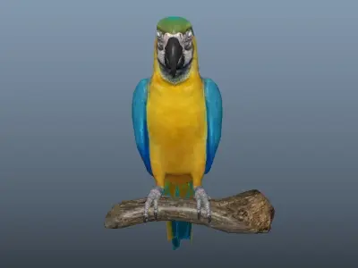 Blue and Gold Macaw Parrot  Low-poly 3D model