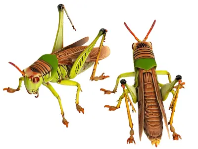 Fine locusts 3D model