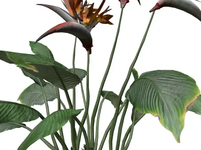 Bird of Paradise Flower - 05 - 3D model