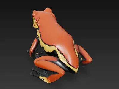 Frog  Poisonous Realistic 3D Model Basic - Low Poly Realistic Low-poly 3D model