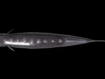 White Sturgeon 3D model