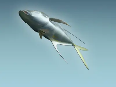 Selene Fish 3D model