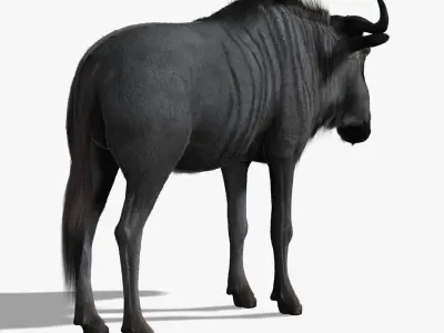Wildebeest (FUR) (RIGGED) 3D model