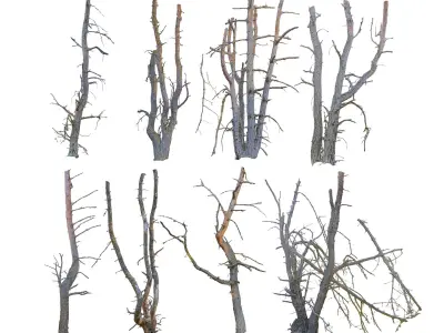 Old Forest Pine Pack 8 3D model