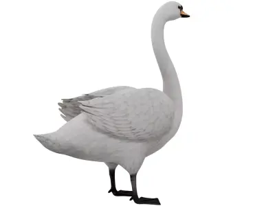 Swan Bird 3D model