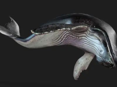 Whale-Animated 3D model