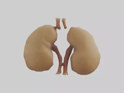 Camel Kidneys Low-poly 3D model
