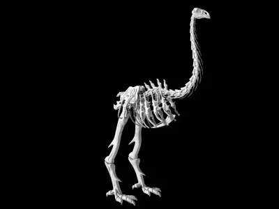 Moa skeleton Low-poly 3D model