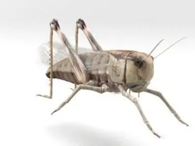 locust grasshopper 3D model