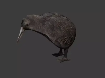 Classic Kiwi BIrd Low-poly 3D model