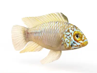 Cichlid Fish 3D model