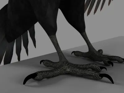 Pileated Woodpecker Animation and Rigging 3D model
