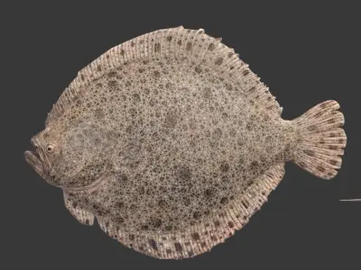 flounder fish Low-poly 3D model