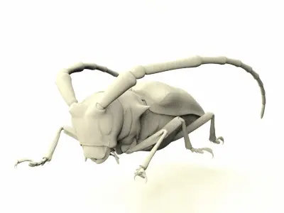 Anoplophora malasiaca 3D model