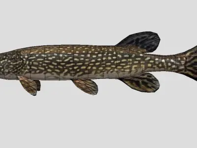 Pike Realistic Animated Low-poly 3D model