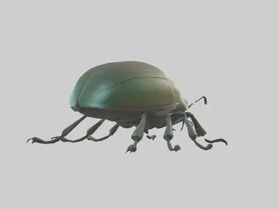 Beetle Model 1 Low-poly 3D model