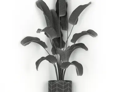 Plants collection 243 3D model