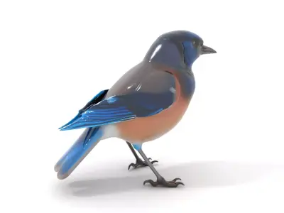 Azure Blue Jay model pack Low-poly 3D model