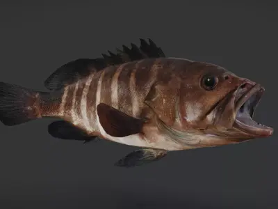 Ocean Commercial Fish Collection 3D model