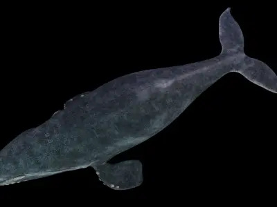 Southern Right Whale - Ballena Franca Low-poly 3D model